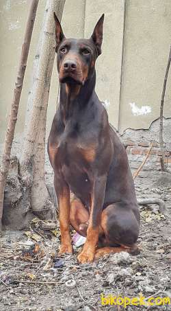 King Safkan Doberman Yavrular 1