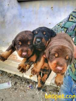 King Safkan Doberman Yavrular 3