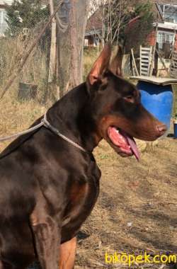 King Safkan Doberman Yavrular 1