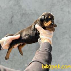 KİNG SİZE DOBERMAN YAVRULARIMIZ 5