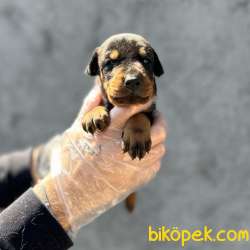 KİNG SİZE DOBERMAN YAVRULARIMIZ 4
