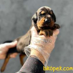 KİNG SİZE DOBERMAN YAVRULARIMIZ 5