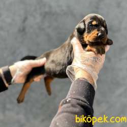 KİNG SİZE DOBERMAN YAVRULARIMIZ 2