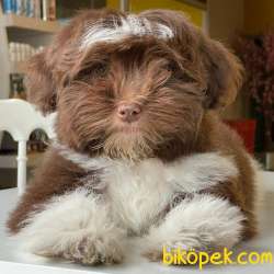 Kış Günü Evinizi Isındıracak Erkek Maltipoo Yavrum 3