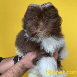 Kış Günü Evinizi Isındıracak Erkek Maltipoo Yavrum 1