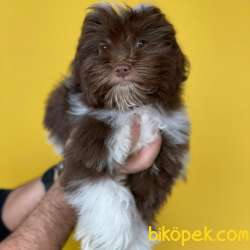 Kış Günü Evinizi Isındıracak Erkek Maltipoo Yavrum 2