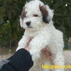 Kış Günü Evinizi Isındıracak, Süt Kahve Maltipoo Yavrumuz 1