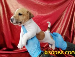 Kısa Baca Jack Russel Terrier Yavruları 5