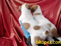 Kısa Baca Jack Russel Terrier Yavruları 3