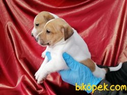 Kısa Baca Jack Russel Terrier Yavruları 1