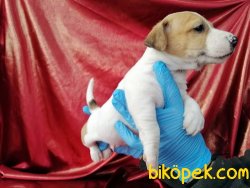 Kısa Baca Jack Russel Terrier Yavruları 4