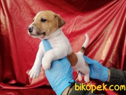 Kısa Baca Jack Russel Terrier Yavruları 2