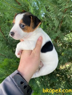 KISA BACAK HARİKA JACK RUSSEL BEBEKLER 2