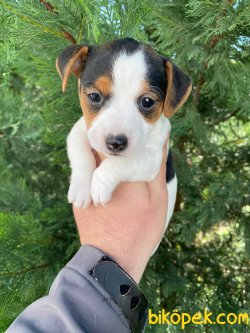 KISA BACAK HARİKA JACK RUSSEL BEBEKLER 3