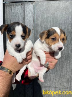 KISA BACAK HARİKA JACK RUSSEL BEBEKLER 1