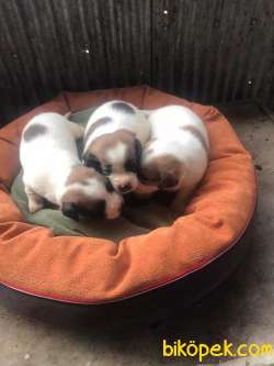 Kısa Bacak Irk Ve Sağlık Garantili Jack Russell Yavrular 1