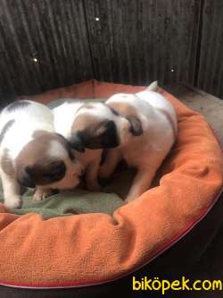 Kısa Bacak Irk Ve Sağlık Garantili Jack Russell Yavrular 3