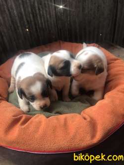 Kısa Bacak Irk Ve Sağlık Garantili Jack Russell Yavrular 2