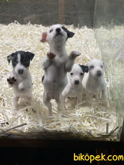 Kısa Bacak Jack Russel Bebeklerimiz 2