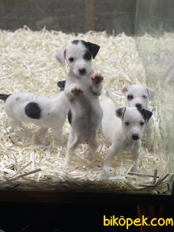 Kısa Bacak Jack Russel Bebeklerimiz 4