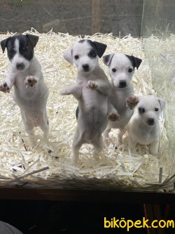 Kısa Bacak Jack Russel Bebeklerimiz 3