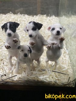 Kısa Bacak Jack Russel Bebeklerimiz 1