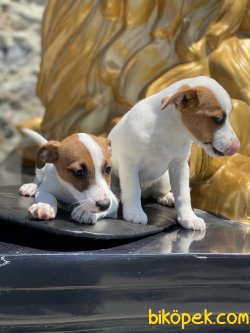 Kısa Bacak Jack Russel. Bebeklerimiz 2