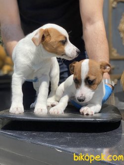 Kısa Bacak Jack Russel. Bebeklerimiz 3