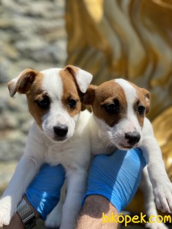Kısa Bacak Jack Russel. Bebeklerimiz 1