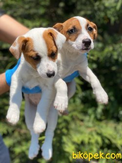 KISA BACAK JACK RUSSEL YAVRULAR 3