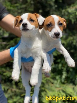 KISA BACAK JACK RUSSEL YAVRULAR 1