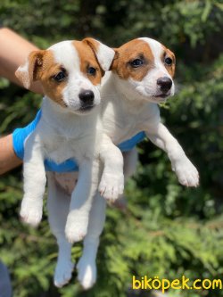KISA BACAK JACK RUSSEL YAVRULAR 2