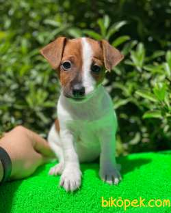 KISA BACAK JACK RUSSEL YAVRULAR 1
