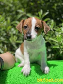 KISA BACAK JACK RUSSEL YAVRULAR 2