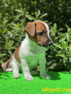 KISA BACAK JACK RUSSEL YAVRULAR 3
