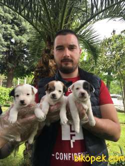 KISA BACAK JACK RUSSEL YAVRULARI 2