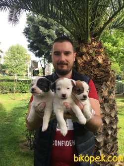 KISA BACAK JACK RUSSEL YAVRULARI 1