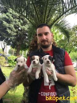 KISA BACAK JACK RUSSEL YAVRULARI 3