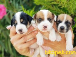 KISA BACAK JACK RUSSELL TERRİER YAVRU