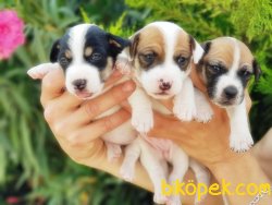 KISA BACAK JACK RUSSELL TERRİER YAVRU 2