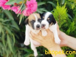 KISA BACAK JACK RUSSELL TERRİER YAVRU 5