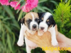 KISA BACAK JACK RUSSELL TERRİER YAVRU 4