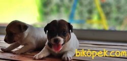 KISA BACAK JACK RUSSELL TERRİER YAVRU 2