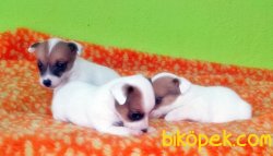 KISA BACAK JACK RUSSELL TERRİER YAVRU 2