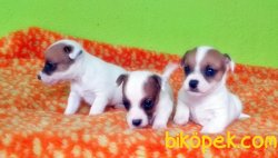 KISA BACAK JACK RUSSELL TERRİER YAVRU 5