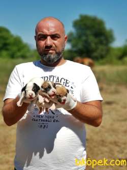 KISA BACAK JACK RUSSELL TERRİER YAVRU 1