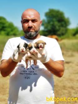 KISA BACAK JACK RUSSELL TERRİER YAVRU 5