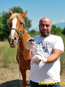 KISA BACAK JACK RUSSELL TERRİER YAVRU 4