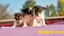 KISA BACAK JACK RUSSELL TERRİER YAVRU 3