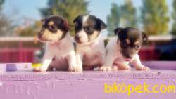 KISA BACAK JACK RUSSELL TERRİER YAVRU 4
